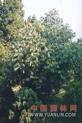 花櫚木