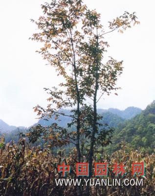 漆樹 大木漆、小木漆，山漆，植苜，瞎妮子