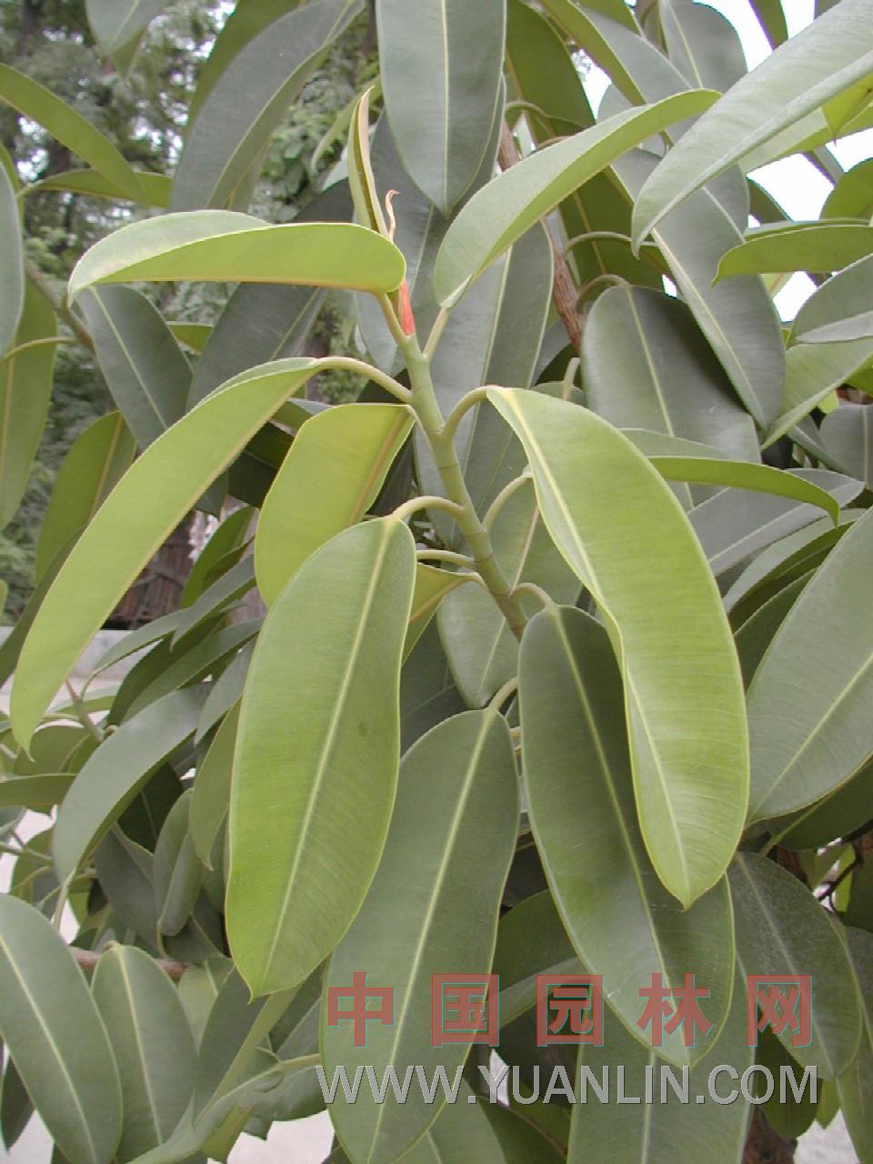 橡皮樹(shù)