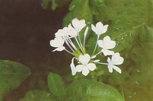 藍(lán)雪花 藍(lán)茉莉，藍(lán)花丹，六倍