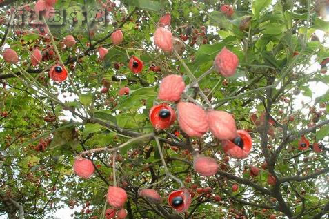 野鴉椿 鳥腱花、雞眼椒