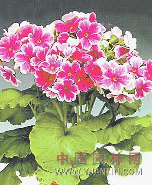 歐洲報春花 歐洲櫻草、德國報春、西洋櫻草