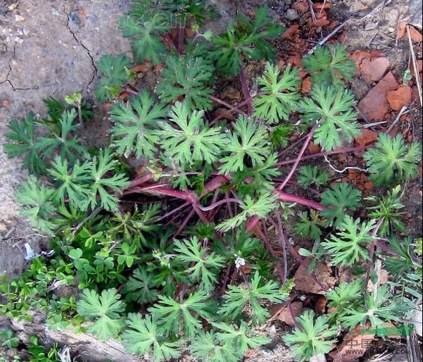 野老鸛草 野老芒草