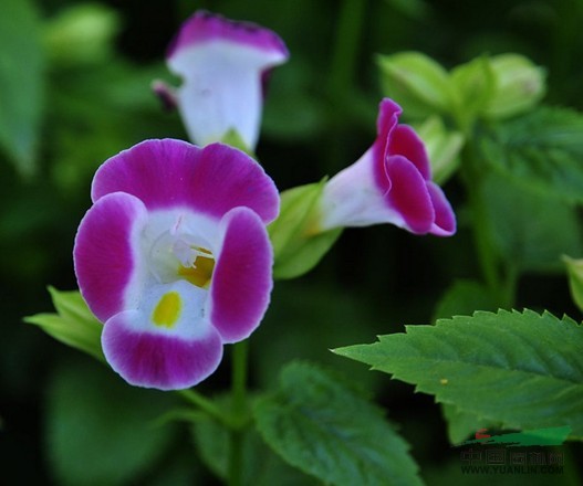 藍(lán)豬耳 蝴蝶花、蚌殼草、散膽草、老蛇藥、倒膽草、單色翼萼