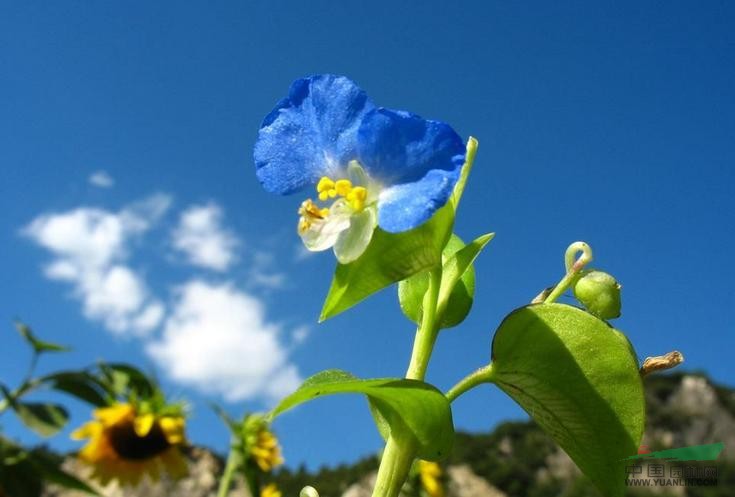 鴨跖草 竹葉菜、蘭花竹葉