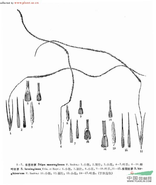 細(xì)葉針茅