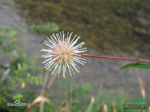 水團(tuán)花